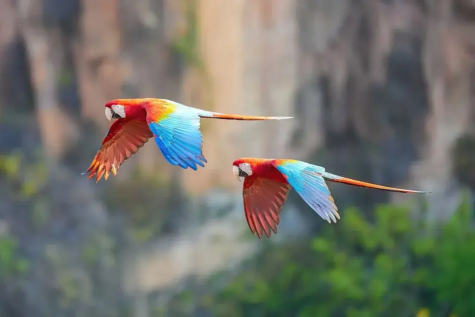 Green-Winged Macaw photo