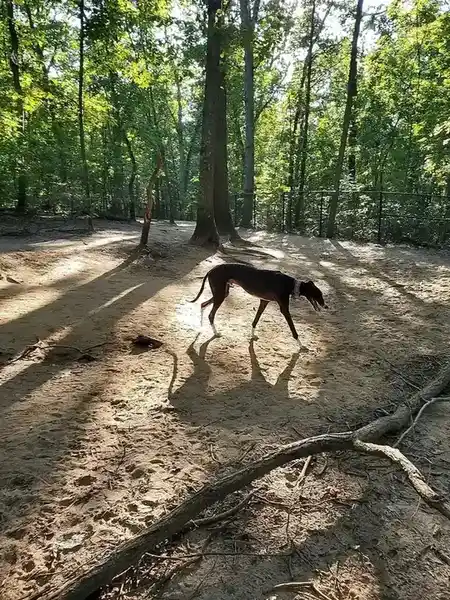 Greyhound photo