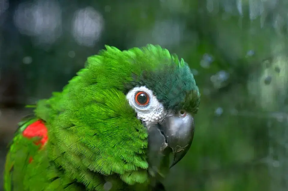 Hahn's Macaw photo
