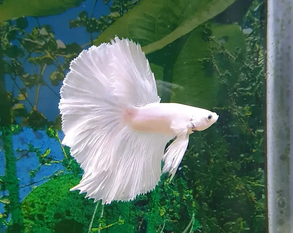 Halfmoon Betta photo