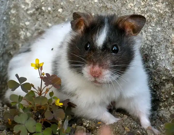 Hamster photo