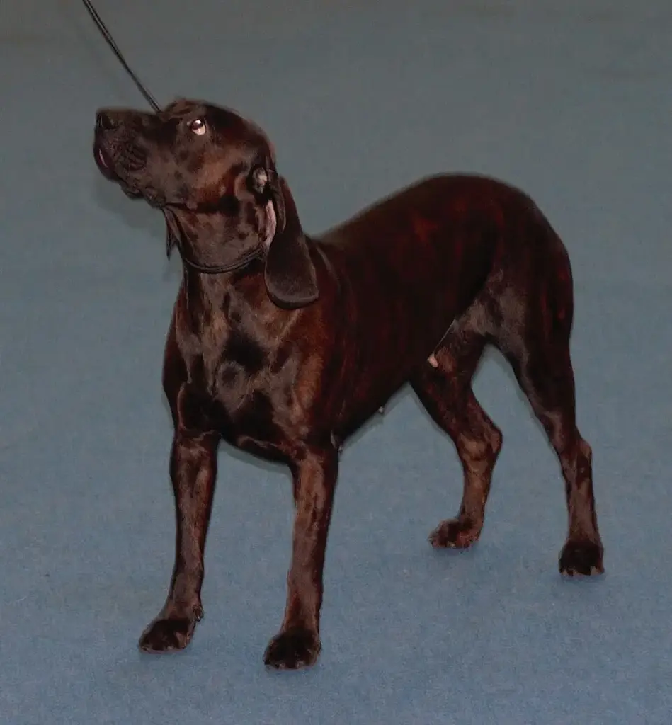 Hanoverian Scenthound photo
