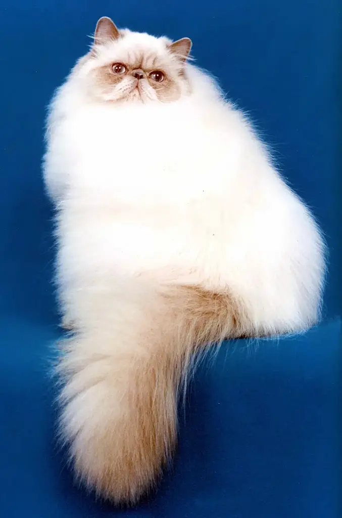 Himalayan photo