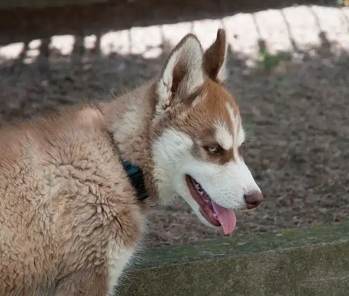 Siberian Husky photo