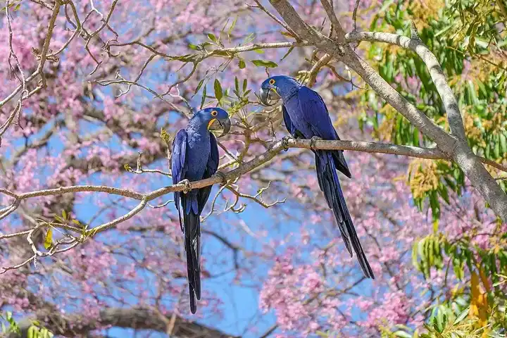 Hyacinth Macaw photo