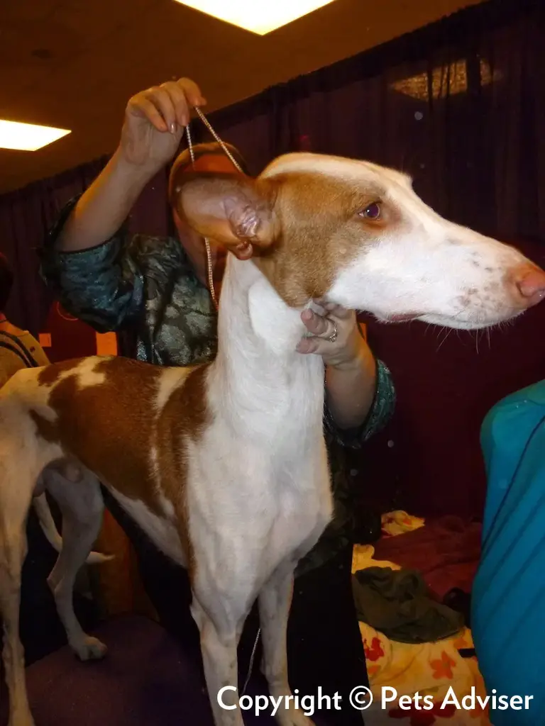 Ibizan Hound photo