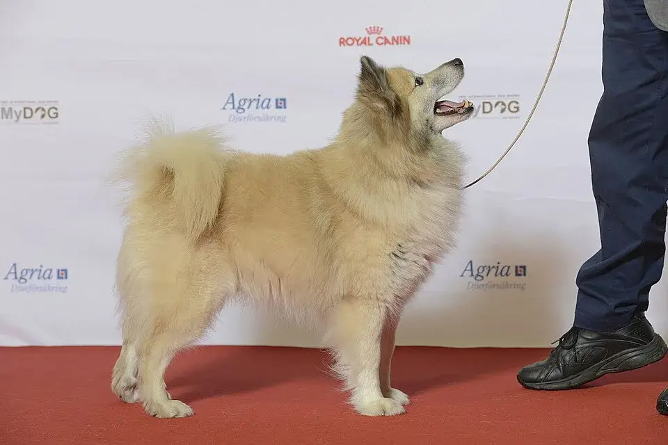 Icelandic Sheepdog photo