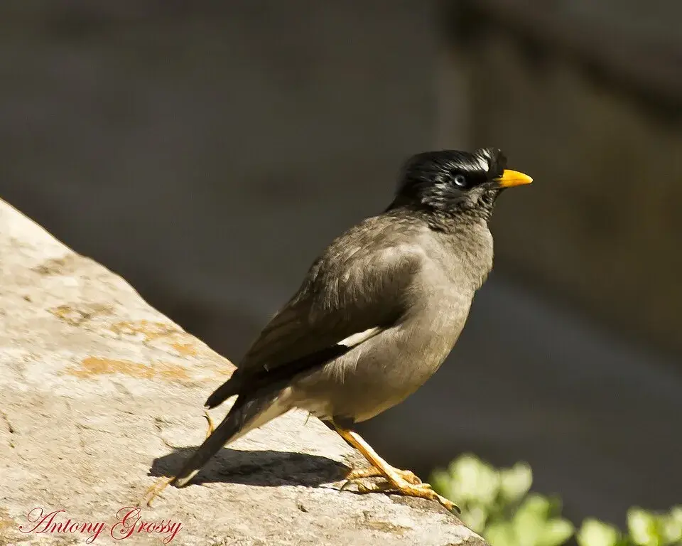 Indian Hill Myna photo