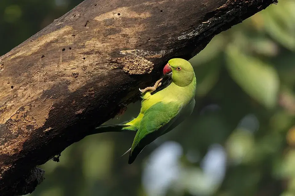 Indian Ringneck Parakeet photo
