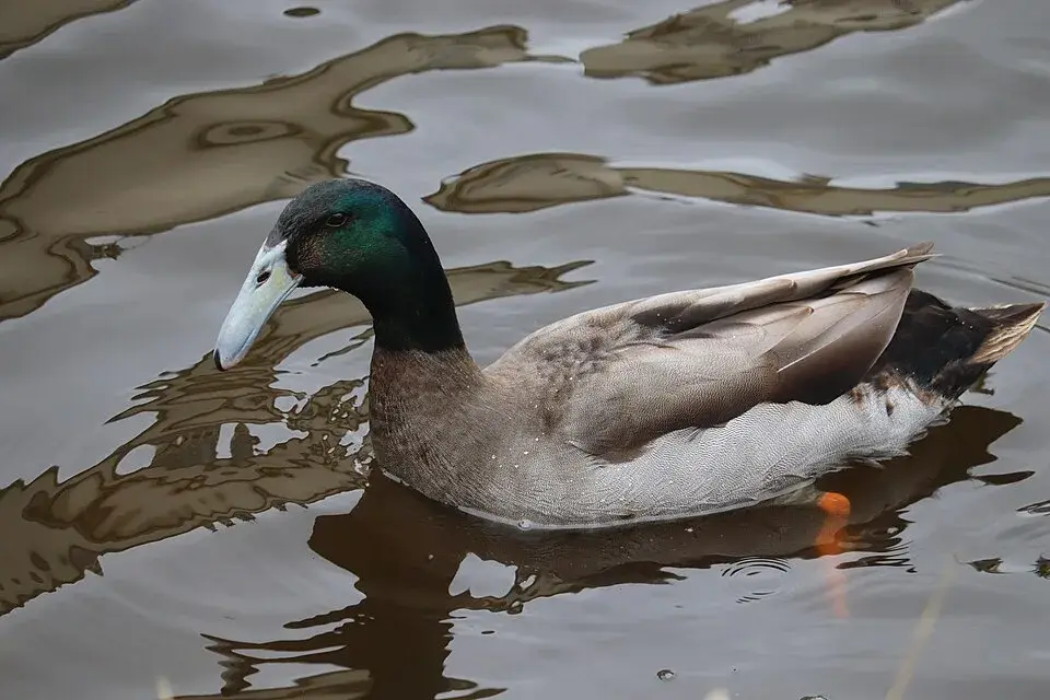 Indian Runner Duck photo