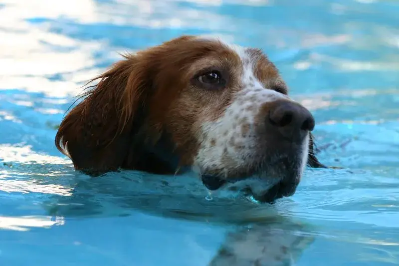 Irish Red and White Setter photo