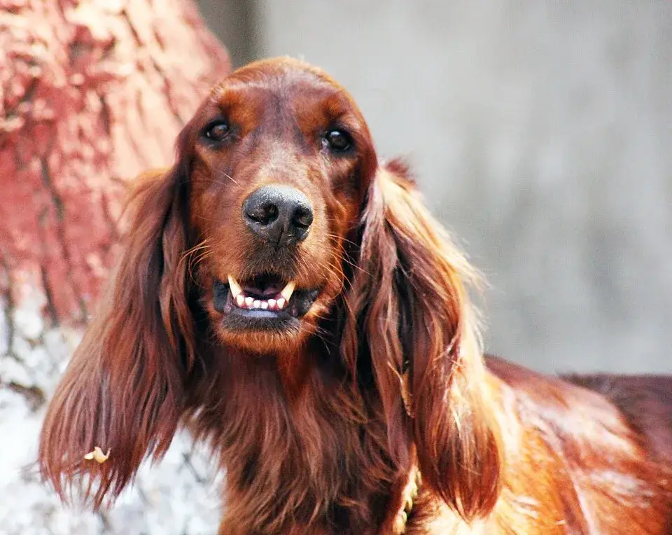 Irish Setter photo