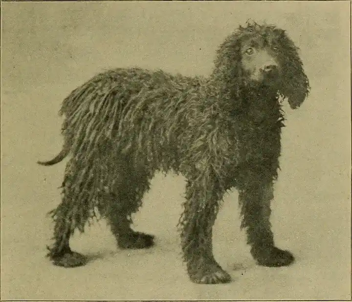 Irish Water Spaniel photo