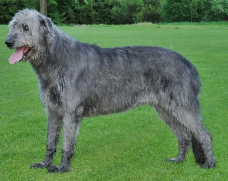 Irish Wolfhound photo