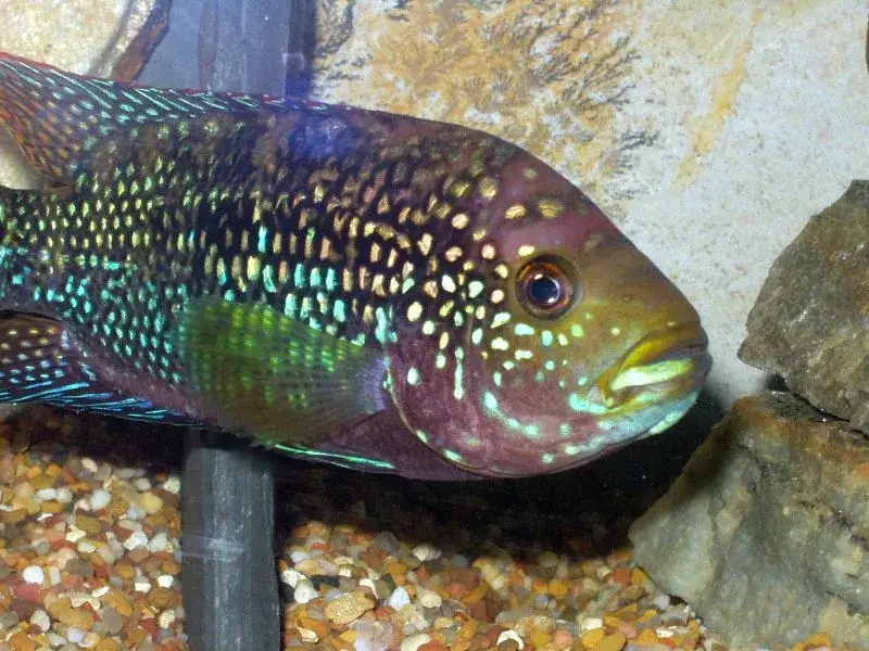 Jack Dempsey Fish photo