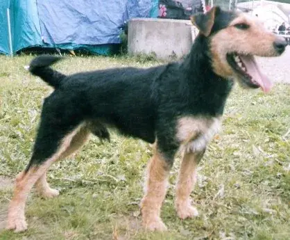 Jagdterrier photo