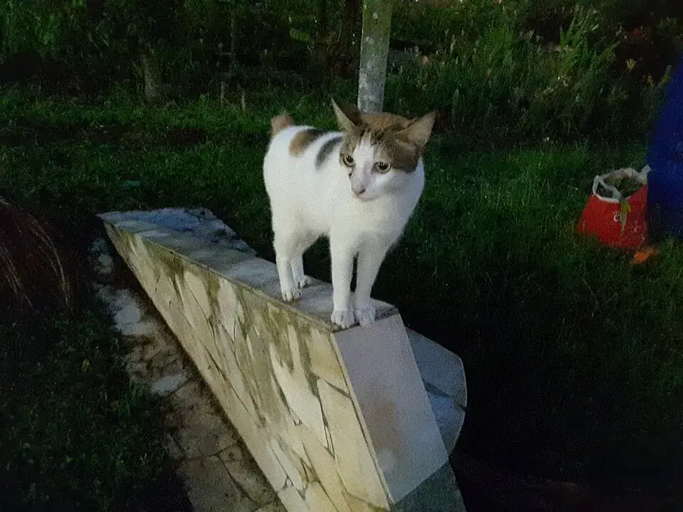 Japanese Bobtail photo