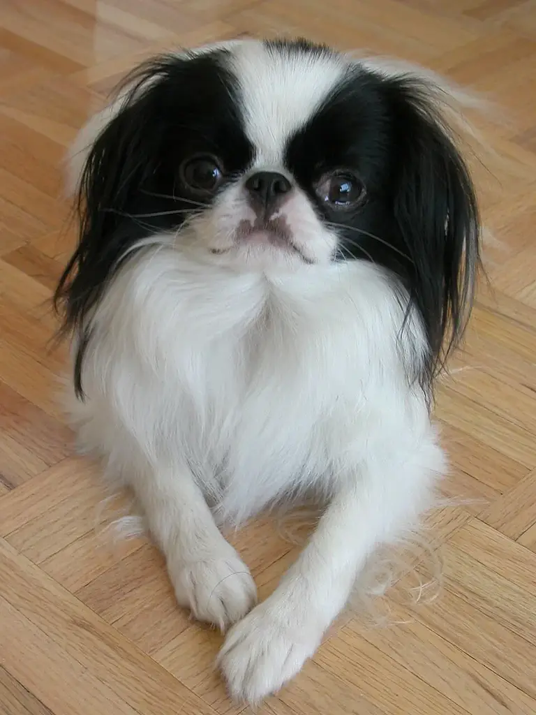 Japanese Chin photo