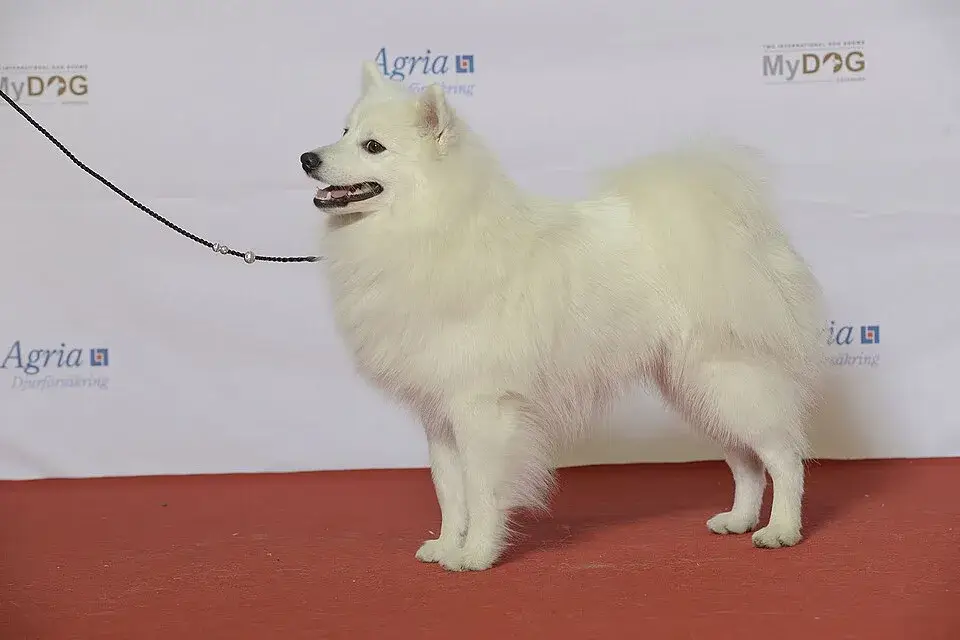 Japanese Spitz photo