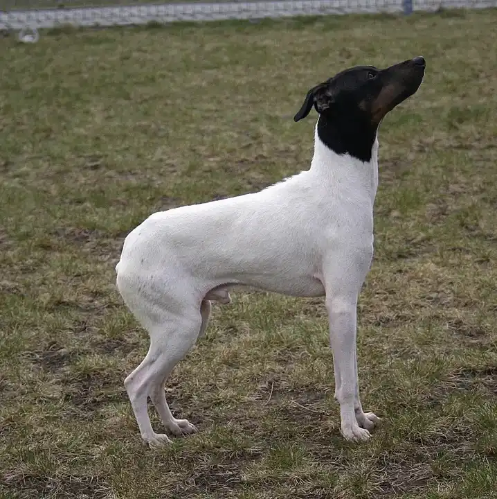 Japanese Terrier photo