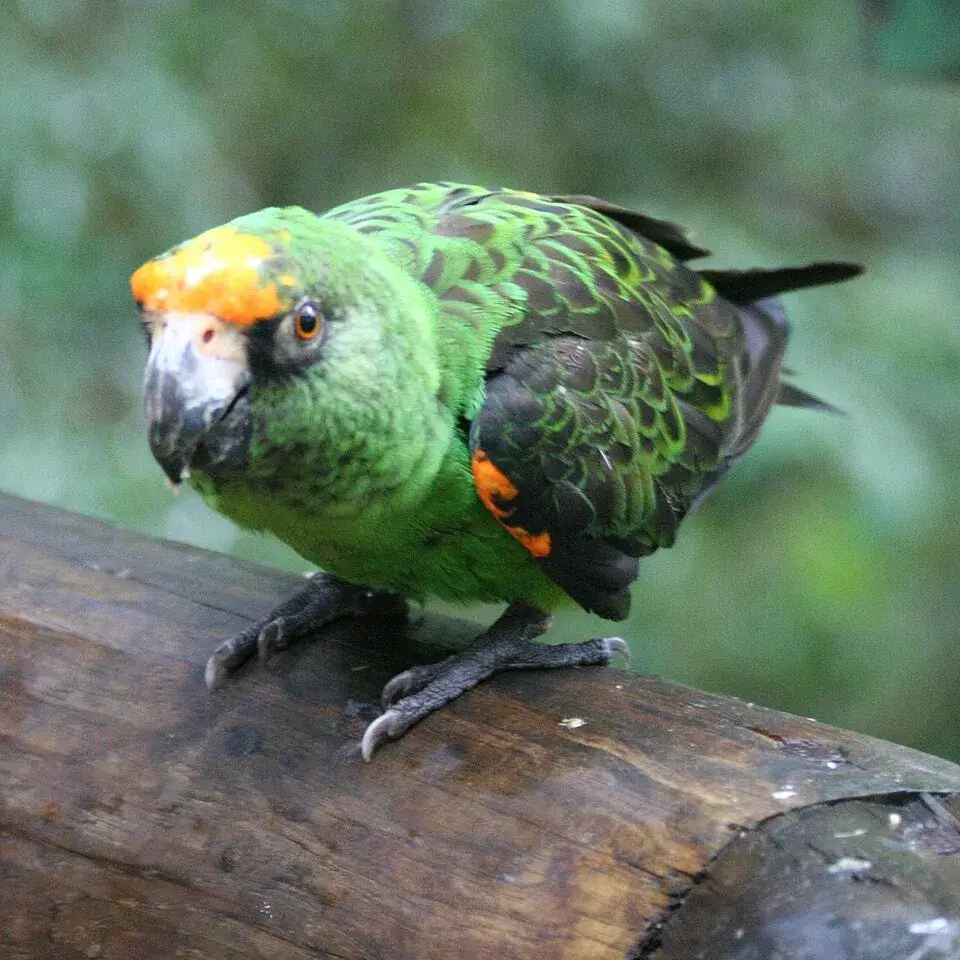 Jardine's Parrot photo