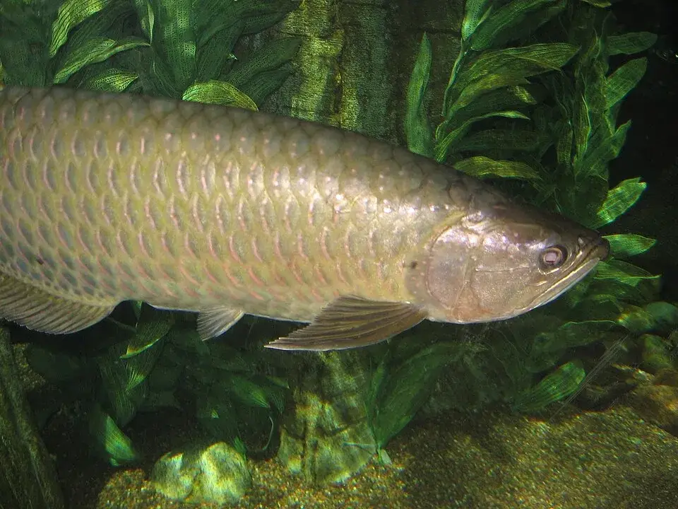 Jardini Arowana photo