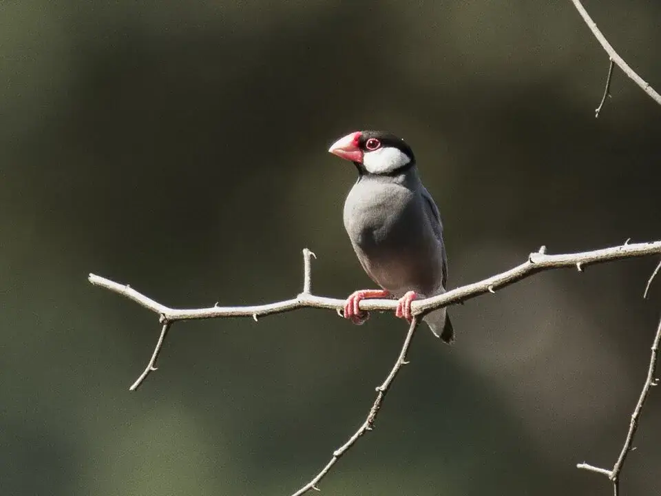 Java Sparrow photo