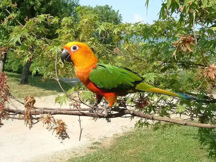 Jenday Conure photo