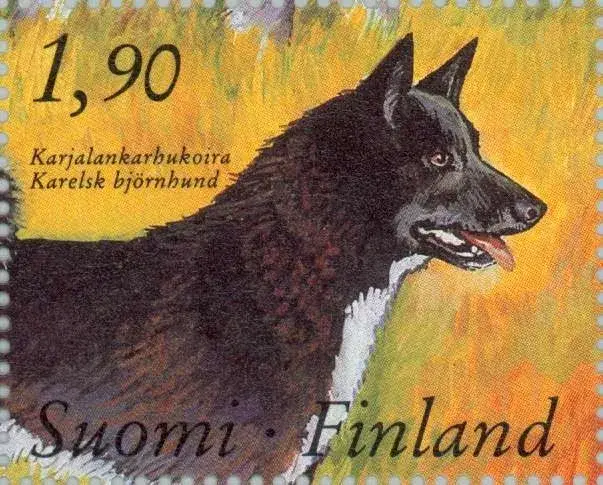 Karelian Bear Dog photo