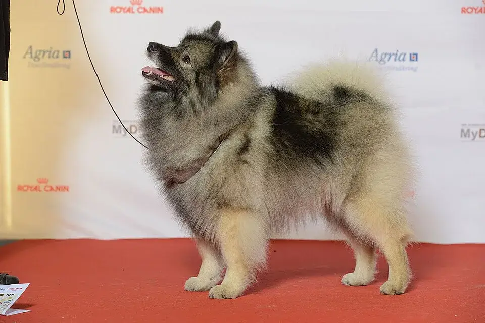 Keeshond photo