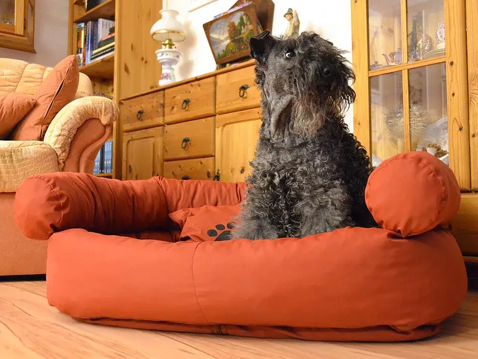 Kerry Blue Terrier photo