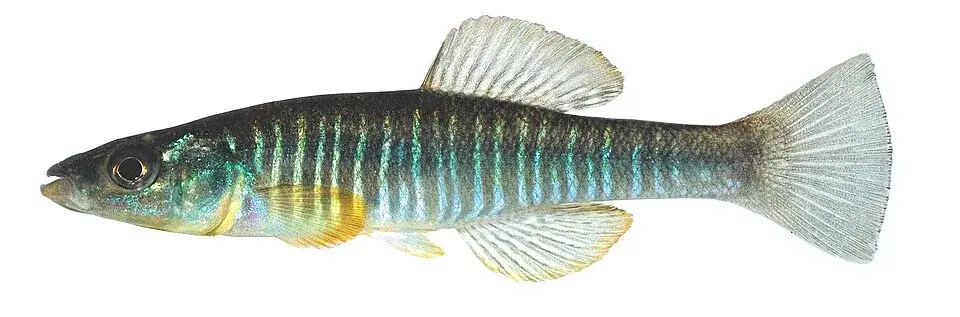 Killifish photo