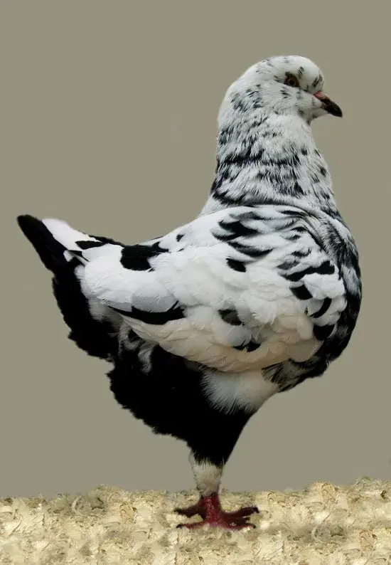 King Pigeon photo