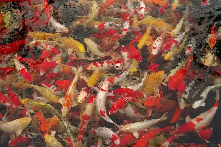 Koi Fish photo