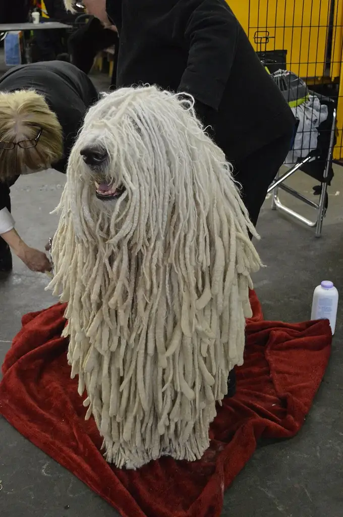 Komondor photo