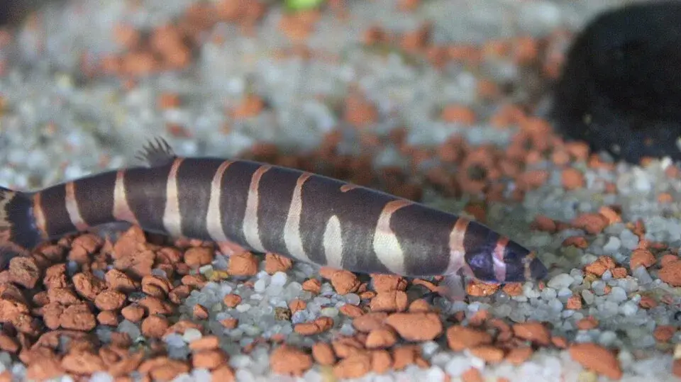 Kuhli Loach photo