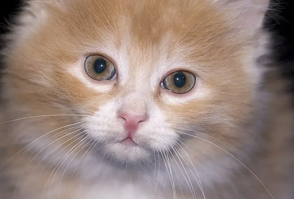 Kurilian Bobtail photo