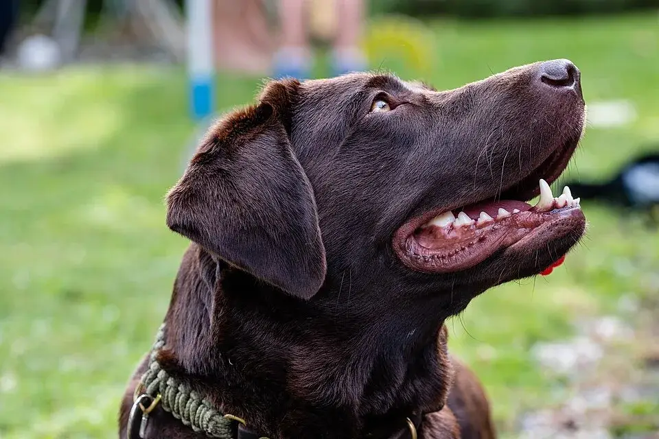 Labrador Retriever photo