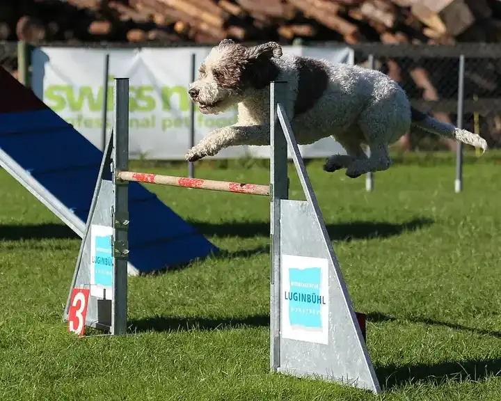 Lagotto Romagnolo photo