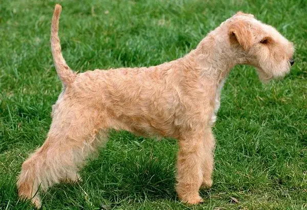 Lakeland Terrier photo
