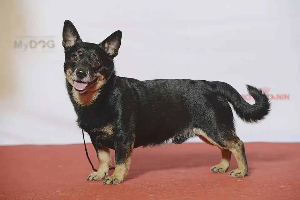 Lancashire Heeler photo