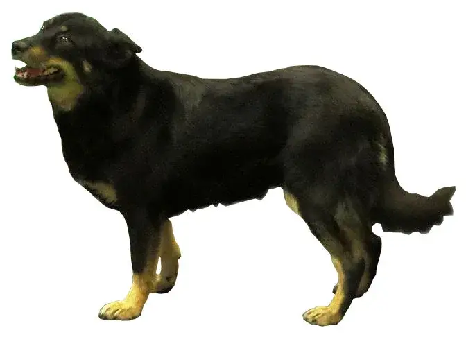 Lapponian Herder photo