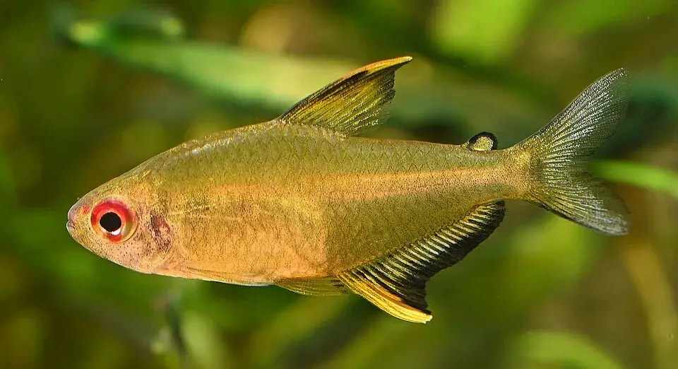 Lemon Tetra photo