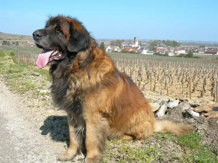 Leonberger photo