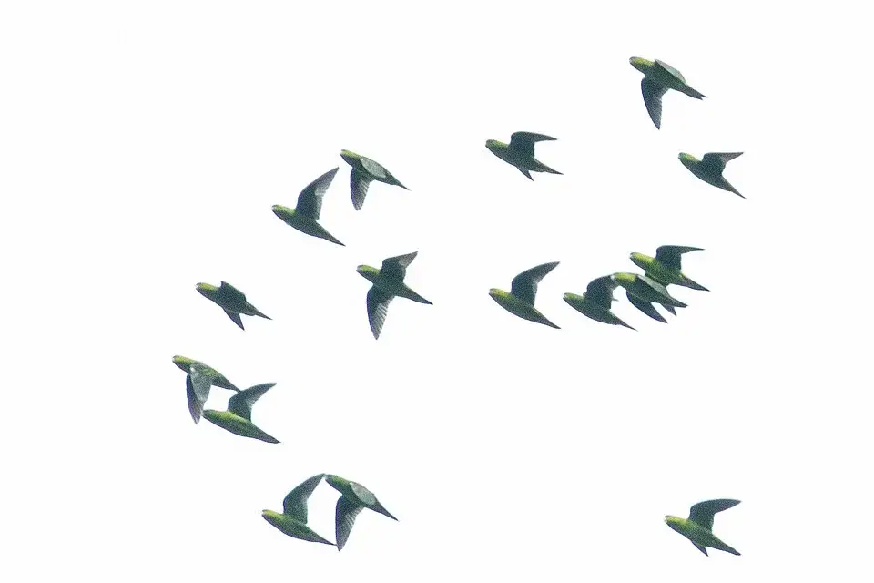Lineolated Parakeet photo