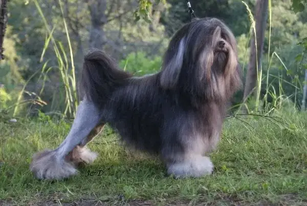 Löwchen photo