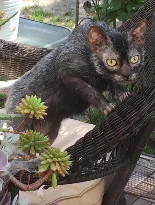 Lykoi photo