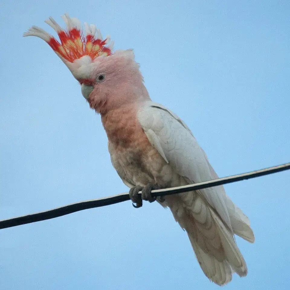 Major Mitchell's Cockatoo photo