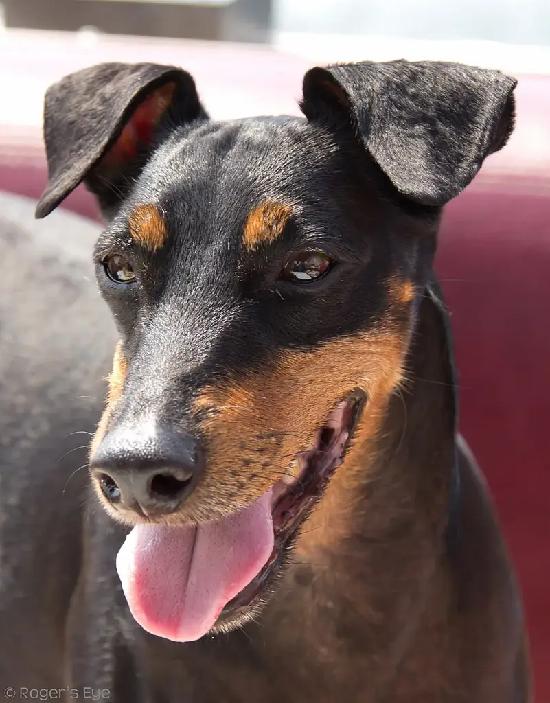Manchester Terrier (Standard) photo