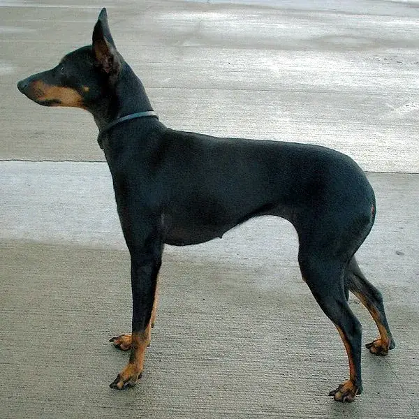 Manchester Terrier (Toy) photo